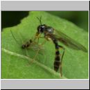 Dioctria linearis - Raubfliege 04.jpg